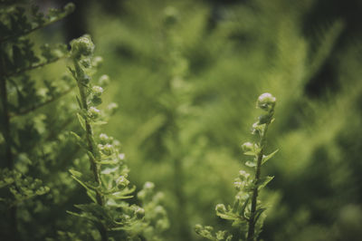 Close-up of fresh green plant