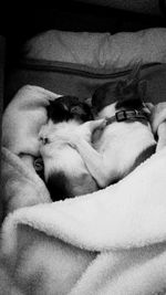 Close-up of dog sleeping on bed