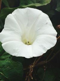 Close-up of white flower