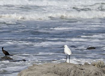 Bird on beach