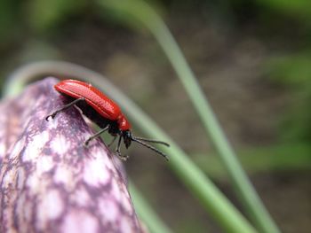 Close-up of insect