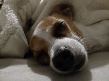 Close-up of dog sleeping