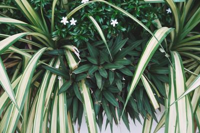 High angle view of green plants