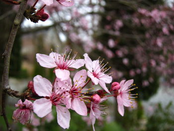 Close-up of pink flowers on branch