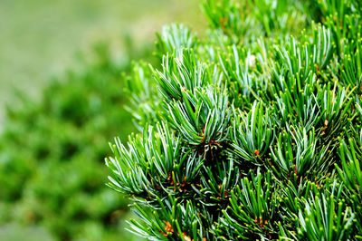 Close-up of pine tree