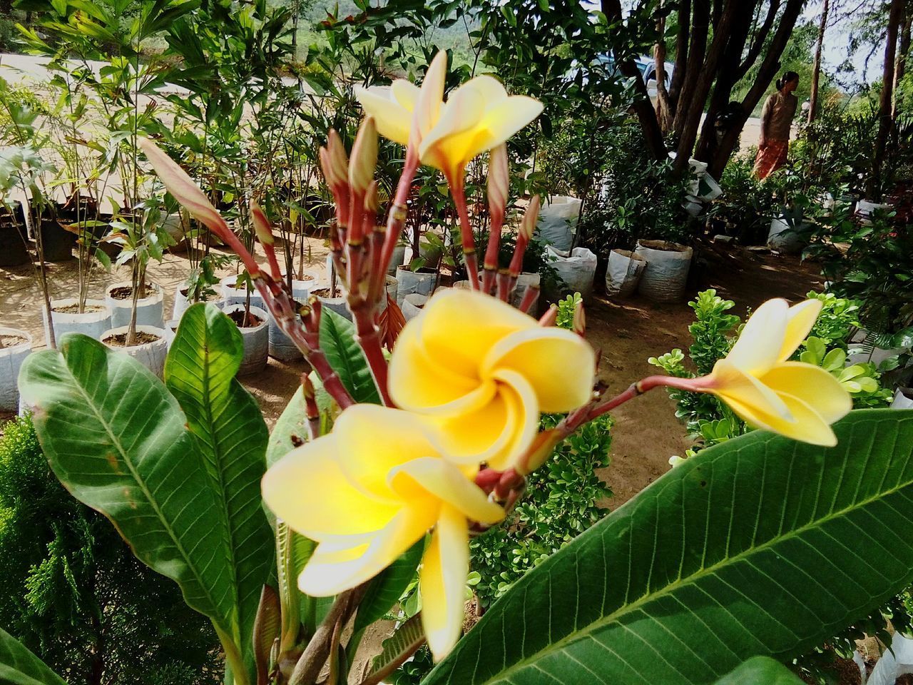 CLOSE-UP OF YELLOW FLOWERING PLANT