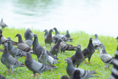 Ducks in a lake