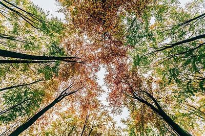 Low angle view of trees in forest