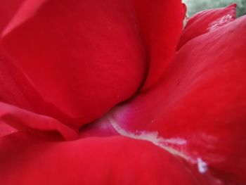 Full frame shot of red rose