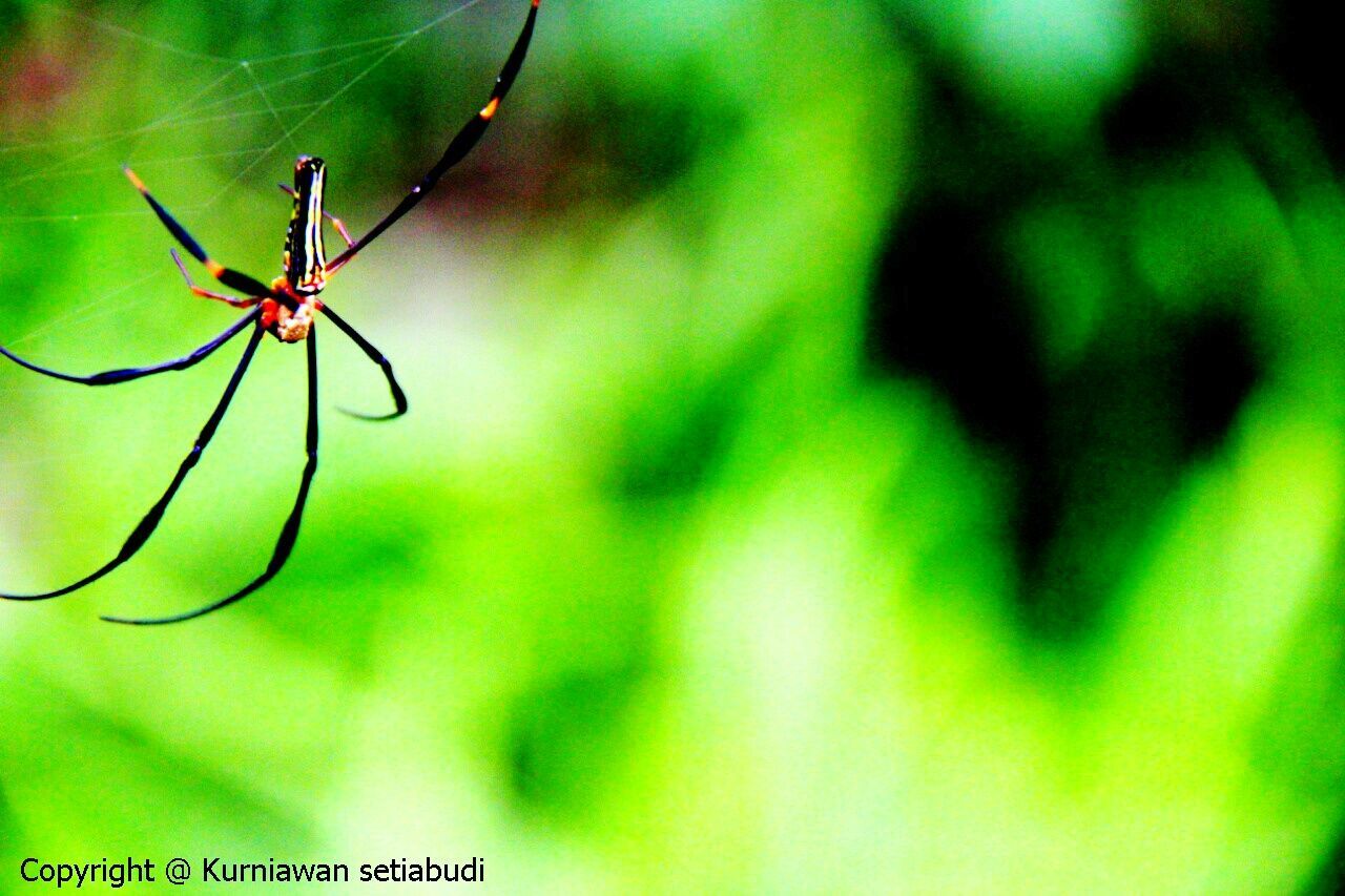 insect, animal themes, animals in the wild, one animal, wildlife, close-up, focus on foreground, spider, green color, nature, selective focus, dragonfly, plant, spider web, day, stem, outdoors, twig, no people, leaf