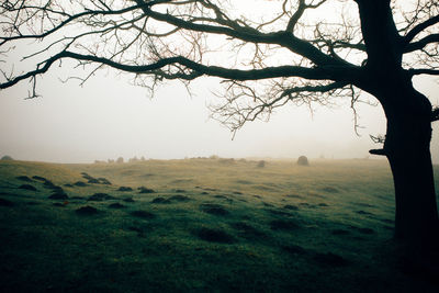 Bare tree on landscape against sky