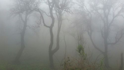 Trees in foggy weather