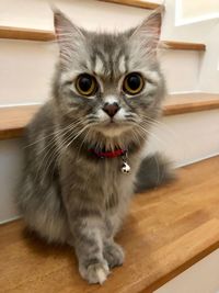 Portrait of cat on table at home