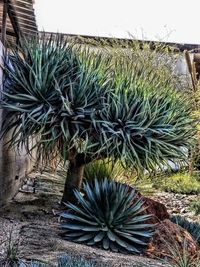 Close-up of succulent plant on field against sky
