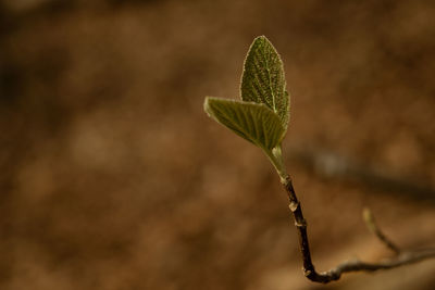 Close-up of plant