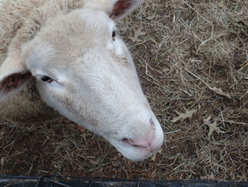 High angle view of sheep drinking water