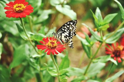 Close-up of butterfly pollinating on flower