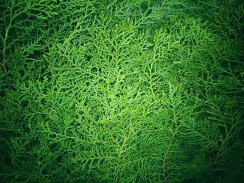 Full frame shot of green leaves on land