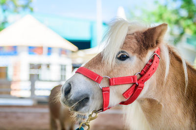 Close-up of a horse