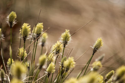 A beautiful cotton grass in a swamp in early spring