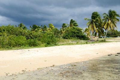 Palm trees on beach against sky