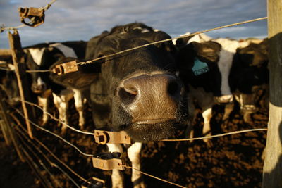 Cows standing in farm