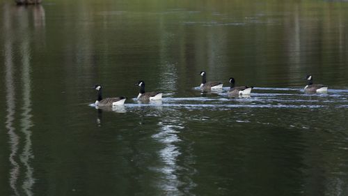 Ducks swimming in lake