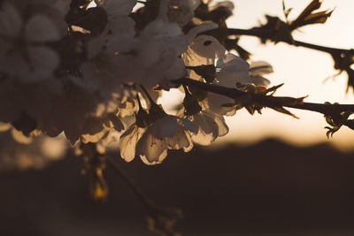 Close-up of white flowers on branch