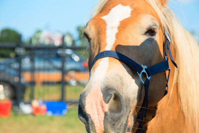 Close-up of horse in field