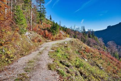 Plants growing on road against sky during autumn