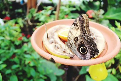 Close-up of butterfly on fruits in plate 