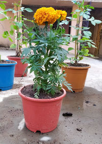 Close-up of potted plants on table