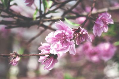 Close-up of pink flowers blooming on tree