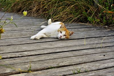 Portrait of cat resting on boardwalk