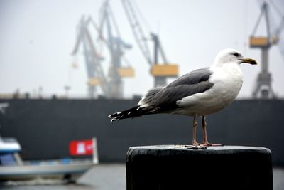 Close-up seagull on wooden post against commercial dock
