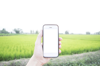 Hand holding smart phone on field