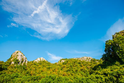 Low angle view of plants against sky