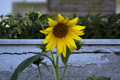 Close-up of yellow sunflower