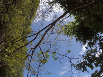 Low angle view of trees