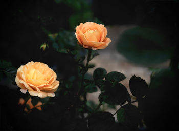 Close-up of yellow flower