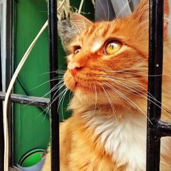 Close-up portrait of cat