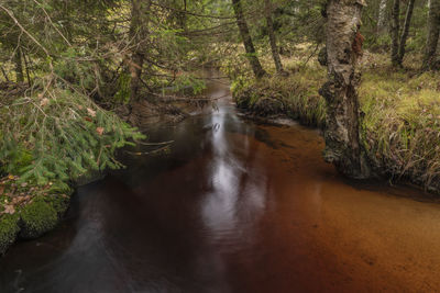 Stream flowing amidst trees in forest