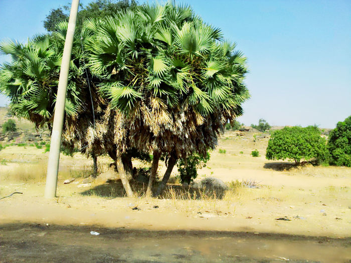 PALM TREES IN PARK