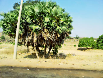 Palm trees against sky