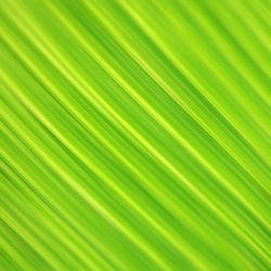 Full frame shot of palm leaves