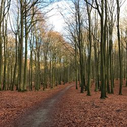 Road amidst trees in forest during autumn