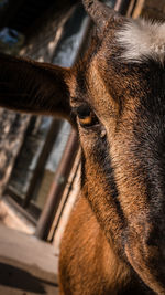 Close-up of a dog