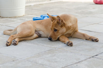 Dog lying on floor