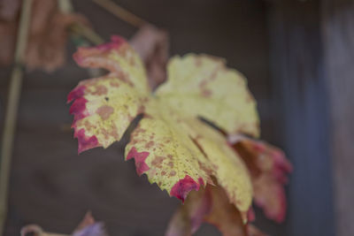 Close-up of flower against blurred background