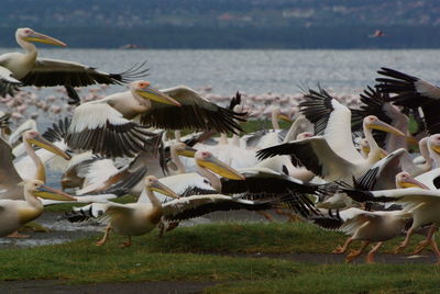 Rare view of flock of pelicans